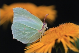 <p>ŽLUŤÁSEK ŘEŠETLÁKOVÝ (Gonepteryx rhamni) ---- /Common brimstone - Zitronenfalter/</p>